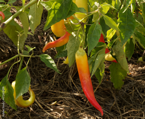 Plant de Piment doux roumain Rouge ou Paprika 'romana' (Capsicum Romana) photo