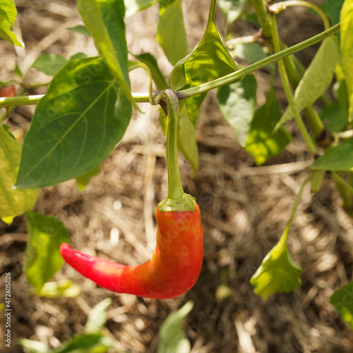 (Capsicum Romana) Piment doux roumain Rouge ou Paprika 'romana' photo