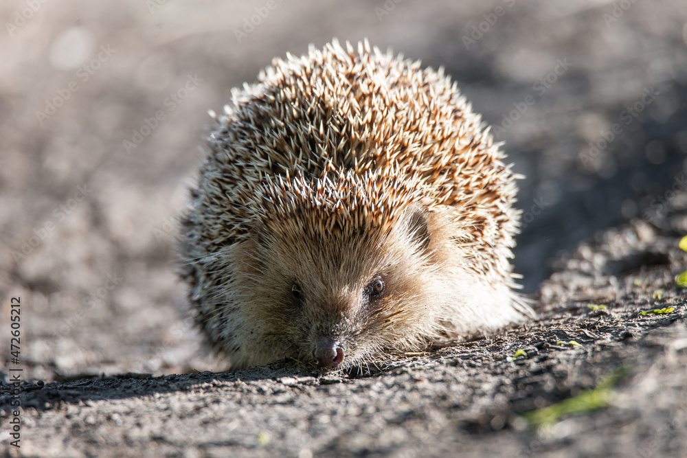 Fototapeta premium hedgehog on the grass..