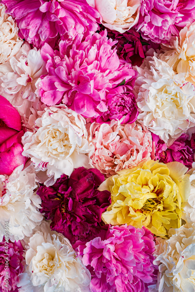 colorful peonies on pink background - obrazy, fototapety, plakaty 