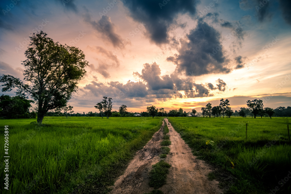 Obraz premium rays, orange, cloudy, mountain, view, asian, morning, plantation, terrace, farmland, spring, land, meadow, rice field, organic, food, harvest, thailand, yellow, horizon, landscape, sunset, sunlight, o