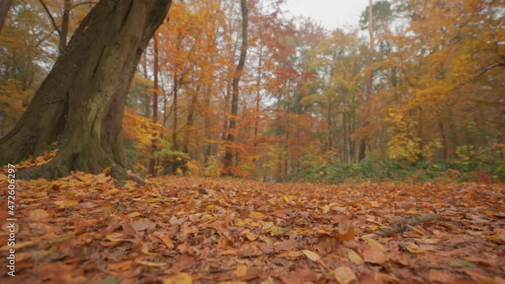 The forest floor is covered in bright fallen leaves. Thin fog hanging between the tall trees. The forest floor is covered in bright fallen leaves. Thin fog hanging between the tall trees.