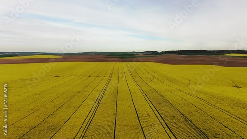 Yellow field of colza before harvest in Villalbarba, Valladolid, Spain. 4K Drone. Dolly In High Aerial Footage