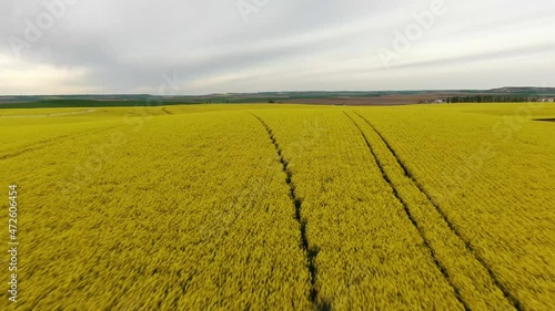 Yellow colza fields in Valladolid, Spain. 4k Drone. Aerial Low Altitude Footage
