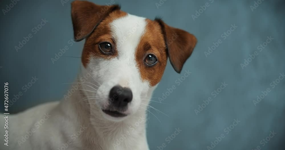Dog breed Jack Russell looks at the camera on a uniform background. A beautiful dog, a well-groomed pet. An intelligent dog looks at the camera. Dog breed Jack Russell looks at the camera on a uniform background. A beautiful dog, a well-groomed pet. An intelligent dog looks at the camera.