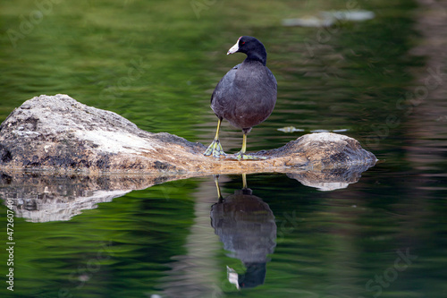 The American coot (Fulica americana), also known as a mud hen or pouldeau, is a bird of the family Rallidae.
