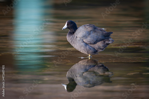 The American coot (Fulica americana), also known as a mud hen or pouldeau, is a bird of the family Rallidae.
 photo