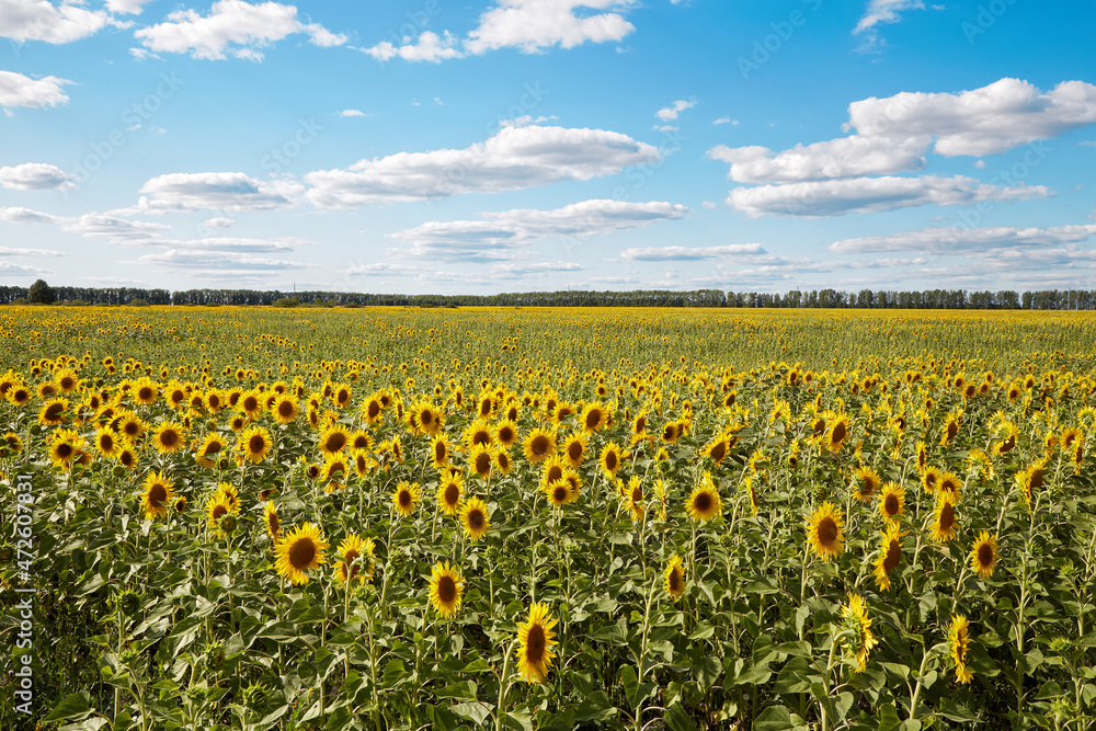 Yellow sunflowers growing in farm field near lush green trees of woodland on sunny summer day in countryside