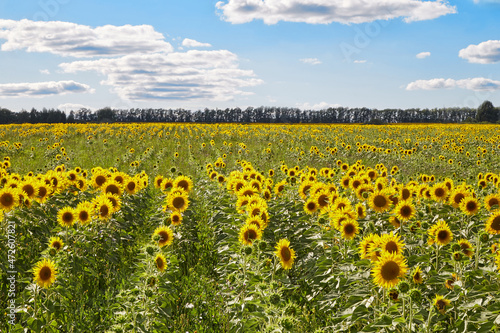 Vast field with yellow sunflowers located against blue sky with white flowers on sunny day in countryside