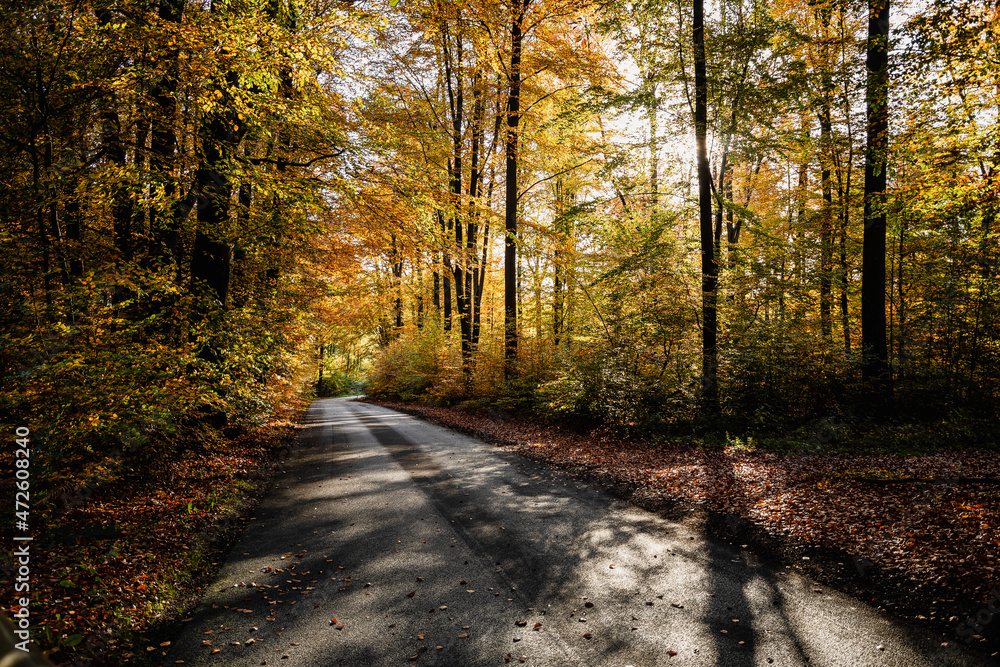 Fototapeta premium Herbst im Wald