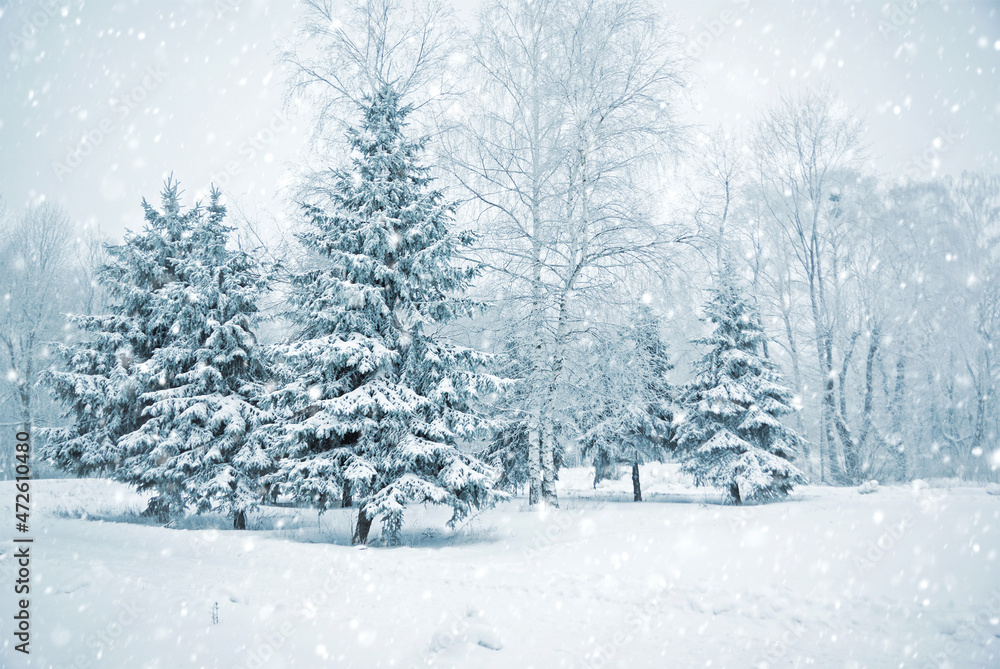 Snowy White Forest In Winter Frosty Day. Snowing In Winter Frost Woods. Snowy Weather. Winter Snowy Forest. Blizzard in Windy Day.