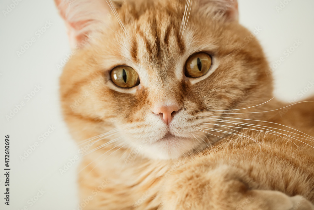 Portrait of ginger cat with an indignant expressive look, close-up, selective focus