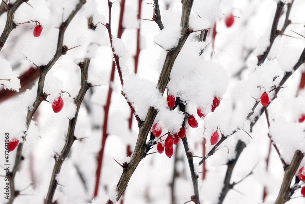 Snow-covered red berries on the branches of the barberry. Calm natural winter background.