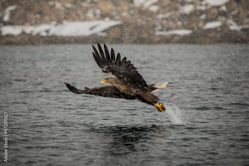 An eagle catching a fish in Lofoten, Norway.