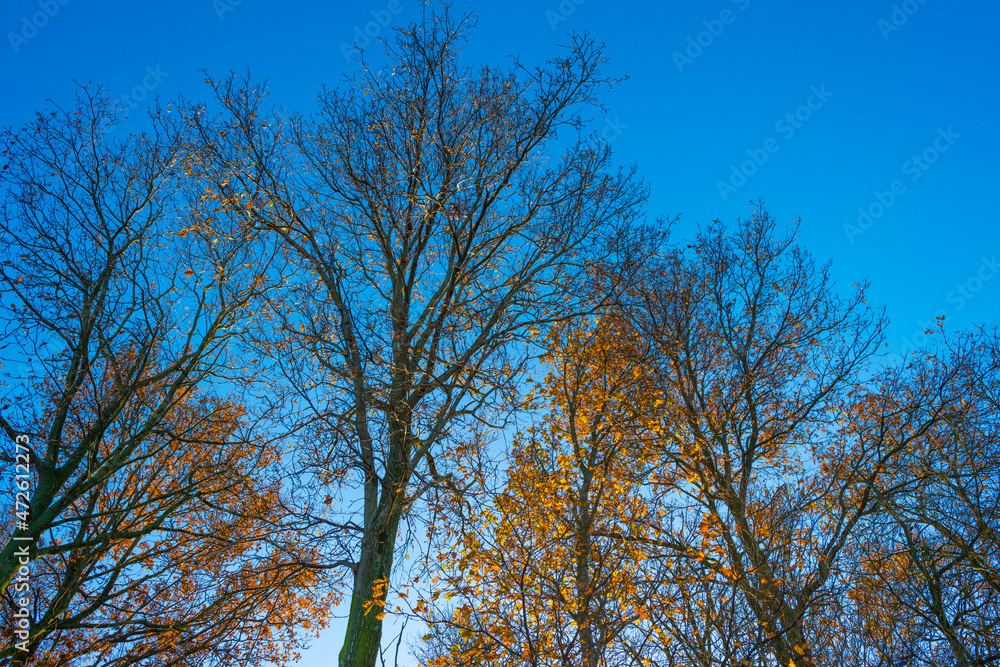 Foliage of a forest in wetland in autumn leaf colors in bright sunlight at sunrise in autumn, Almere, Flevoland, The Netherlands, November 29, 2021 Foliage of a forest in wetland in autumn leaf colors in bright sunlight at sunrise in autumn, Almere, Flevoland, The Netherlands, November 29, 2021