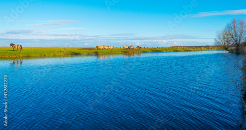 Herd of horses in a green field along the edge of a lake under a blue sky in bright sunlight sky in autumn, Almere, Flevoland, The Netherlands, November 29, 2021