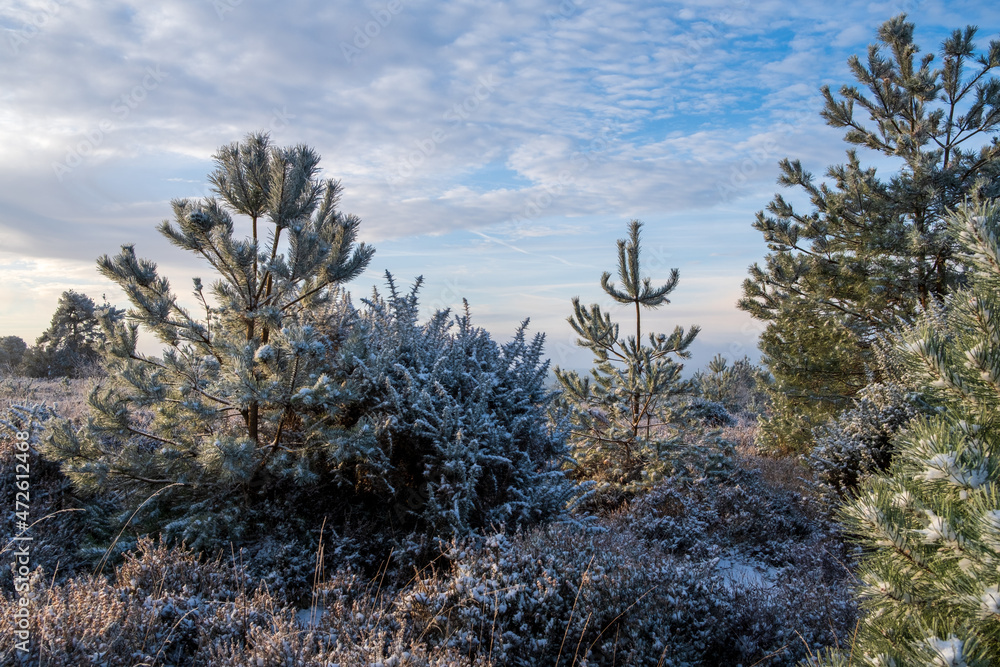 Hindhead common morning walk in the snow Hindhead common morning walk in the snow