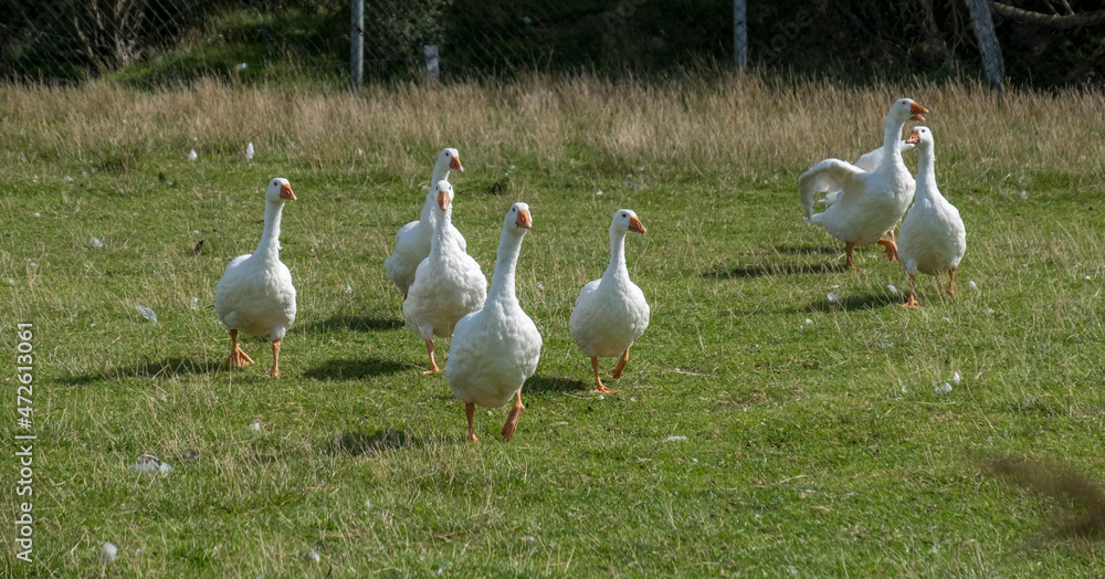 Weiße Hausgänse (Anser anser formes domestica) Weiße Hausgänse (Anser anser formes domestica)