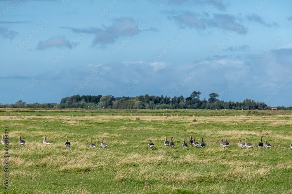 Graugänse auf einer Wiese, Nordseeinsel Föhr Graugänse auf einer Wiese, Nordseeinsel Föhr
