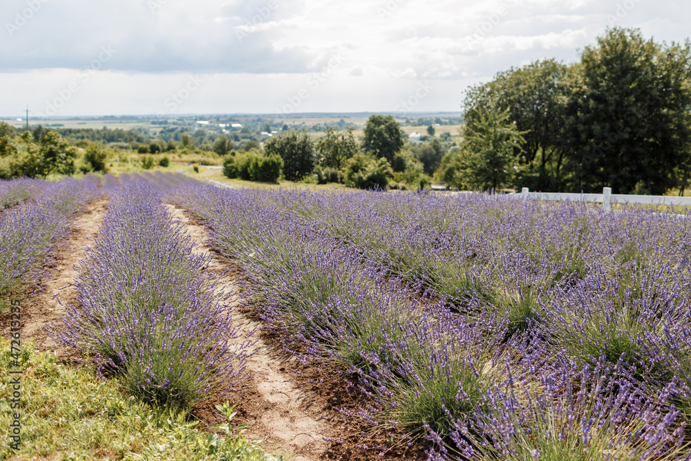 Lavender field, Provence, Plateau Valensole. Beautiful image of lavender field.Lavender flower field, image for natural background.Very nice view of the lavender fields. Lavender field, Provence, Plateau Valensole. Beautiful image of lavender field.Lavender flower field, image for natural background.Very nice view of the lavender fields.