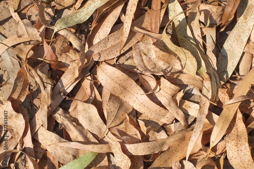 Dry brown leaves of eucalyptus tree on floor background. Dry brown leaves of eucalyptus tree on floor background.