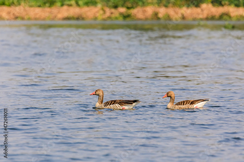 pair of greylag goose swimming in a lake