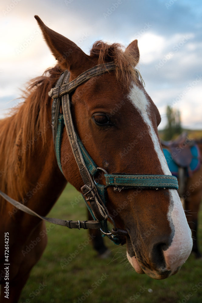 Fototapeta premium muzzle of an adult brown horse close up