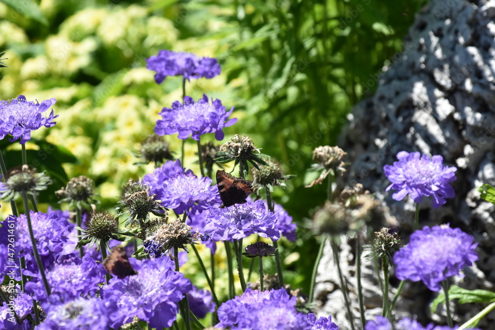 Fototapeta premium Schmetterling auf einer Skabiosen-Blüte