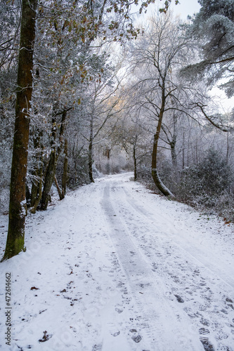 Hindhead common morning walk in the snow © Justin Owen