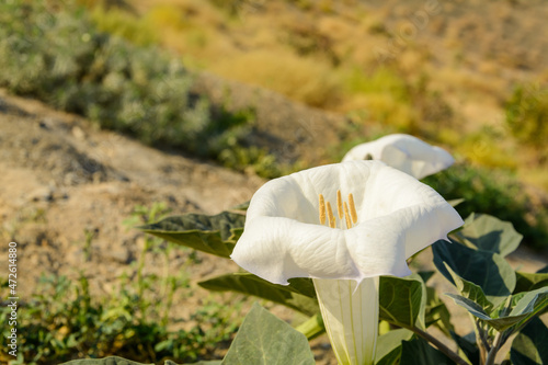 side view from White desert wildflower called Sacred Datura wrightii, angel's trumpet or Jimson weed in iran with morning light on it photo