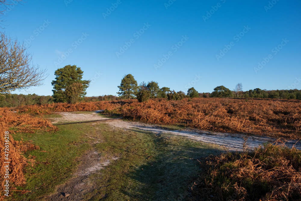Hindhead common looking towards the South Downs Hindhead common looking towards the South Downs