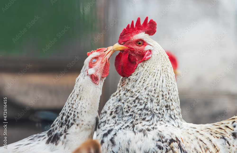 rooster and hen kiss in spring Stock Photo Adobe Stock
