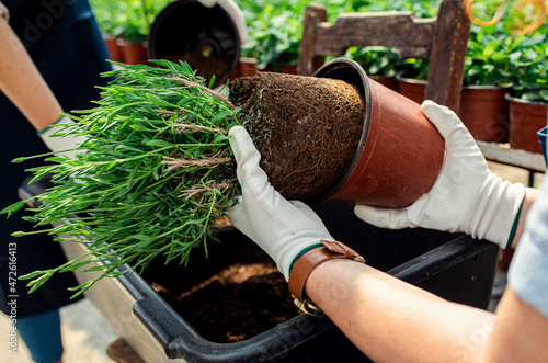 Photography Close up of two female florists working with flowers in a greenhouse
