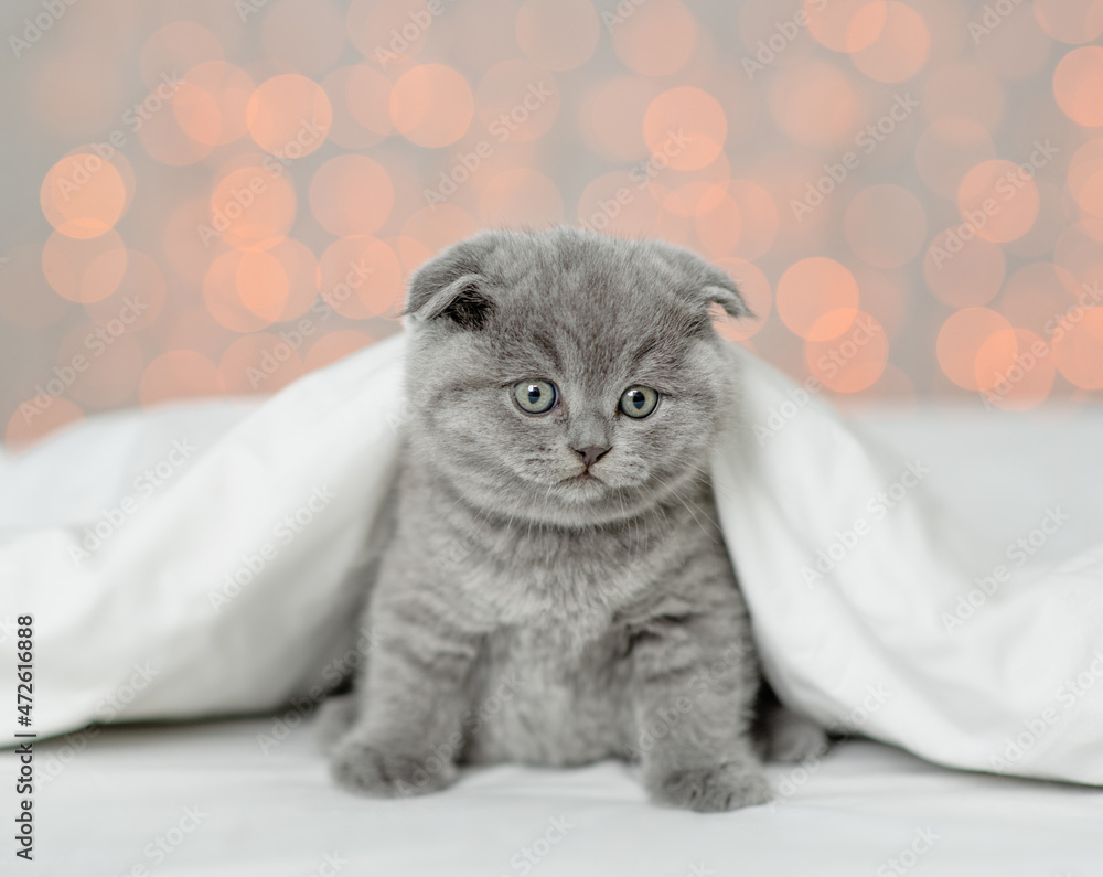 Cute tiny kitten sits under white blanket on festive background and looks at camera