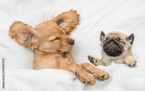 Cozy English Cocker Spaniel puppy and pug puppy sleep together on a bed at home. Top down view