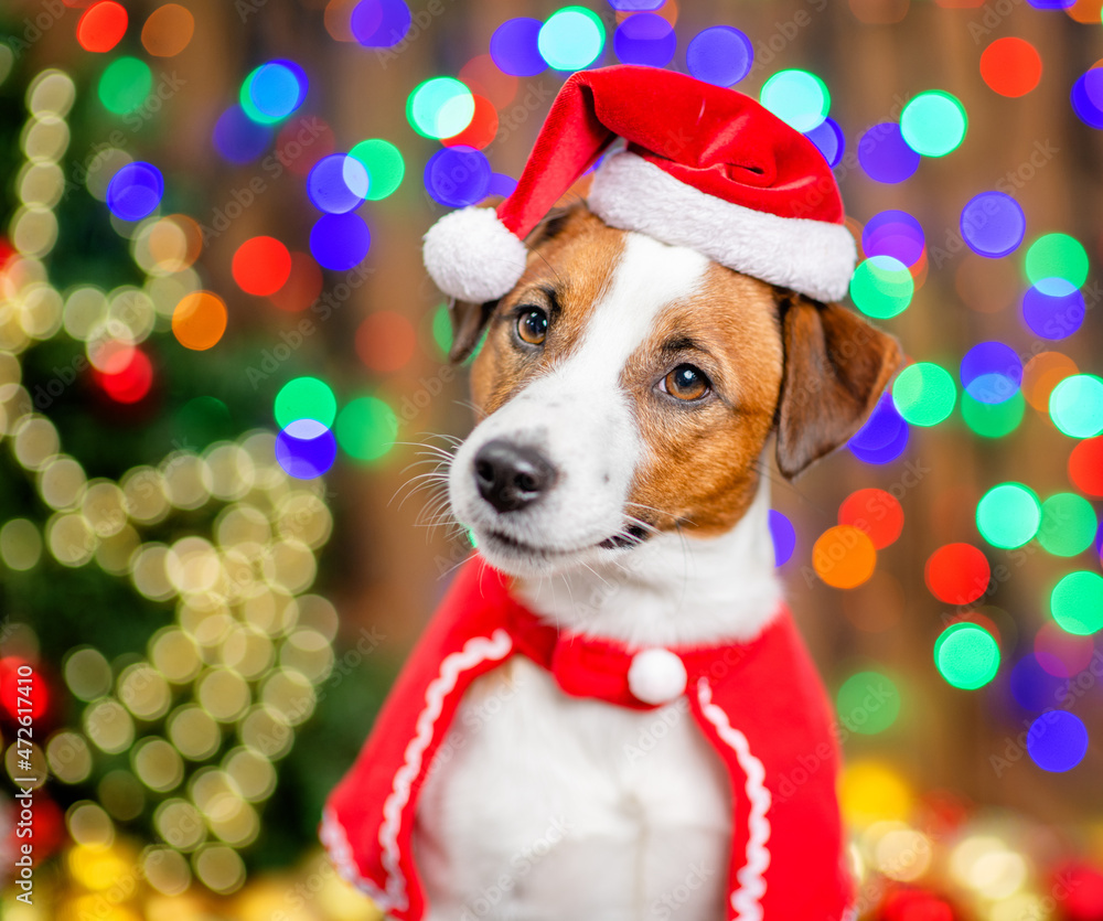 Jack russell terrier puppy wearing  santa hat sits on festive background