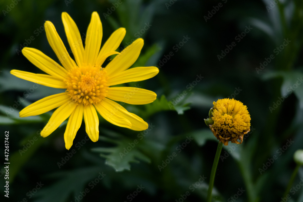 Obraz premium yellow flower