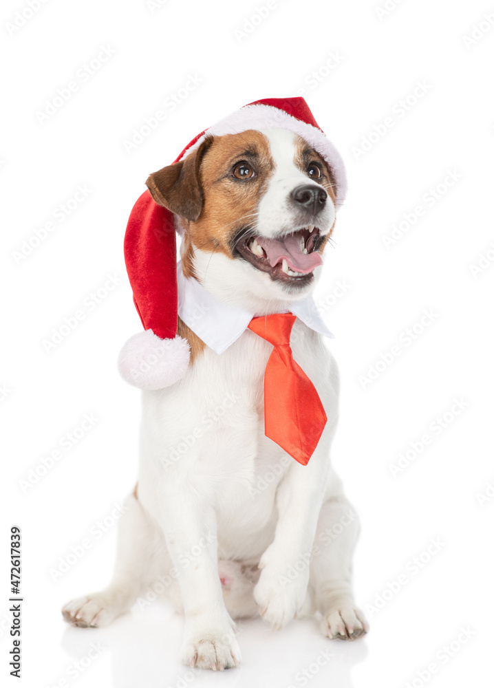 Jack russell terrier puppy wearing red christmas hat and suit with necktie looks up. isolated on white background Jack russell terrier puppy wearing red christmas hat and suit with necktie looks up. isolated on white background