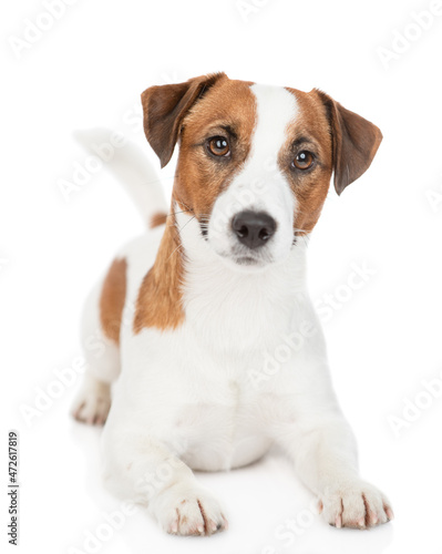 Jack russell terrier puppy lies in front view and looks at camera. Isolated on white background