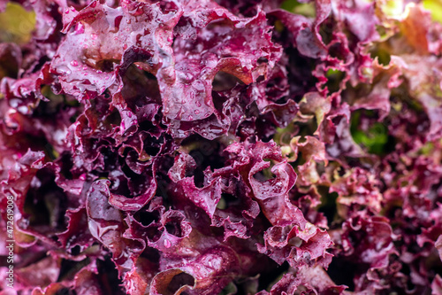 Fresh red lettuce backgrounds with water drops. Lettuce salad macro background. Selective focus.