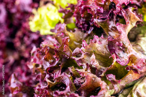 Red lettuce salad leaves and water drops close up image.