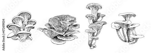 A set of beautiful mushrooms drawn in a graphic editor in black and white graphics. For poster, stickers, sketchbook cover, print, your design.