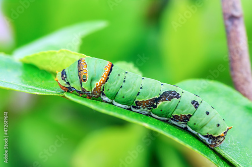 Green caterpillar (Lime Butterfly  or Papilio demoleus malayanus Wallace) creeps on a green kaffir lime leaf with green background in Nature, Thailand. photo