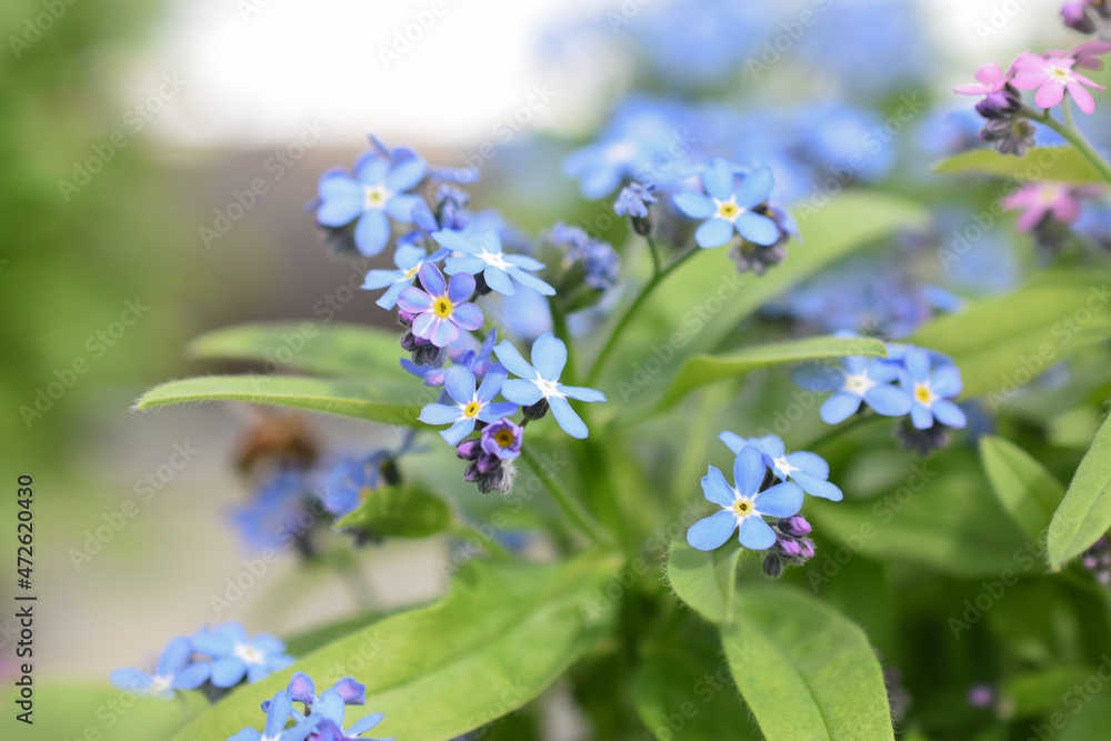Obraz premium Vergissmeinnicht 