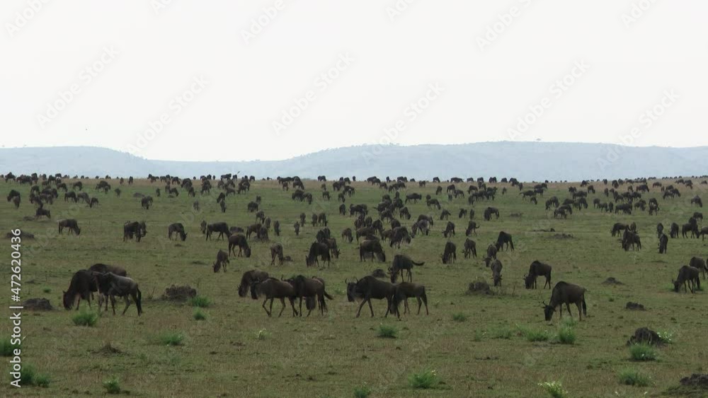 Blue Wildebeest (Connochaetes taurinus) big herd migrating over the Serengeti plains, Tanzania Blue Wildebeest (Connochaetes taurinus) big herd migrating over the Serengeti plains, Tanzania