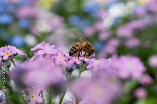 Wildbiene auf Vergissmeinnicht © Tanya
