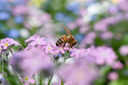 Biene auf Vergissmeinnichtblüte © Tanya