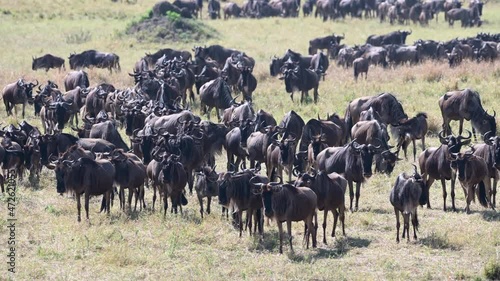 Wallpaper Mural Blue Wildebeest (Connochaetes taurinus) migration, walking in lines on the plains, Serengeti N.P. Tanzania. Torontodigital.ca