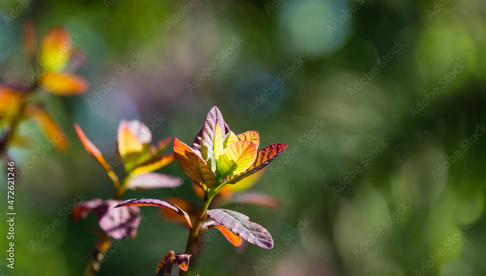 Young purple leaves of Cotinus coggygria Royal Purple (Rhus cotinus, the European smoketree) against bokeh background of blurred greenery. There is place for text. Nature concept for spring design Young purple leaves of Cotinus coggygria Royal Purple (Rhus cotinus, the European smoketree) against bokeh background of blurred greenery. There is place for text. Nature concept for spring design