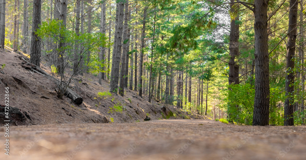 Dirt track through a Pine Forest Plantationin Dirt track through a Pine Forest Plantationin